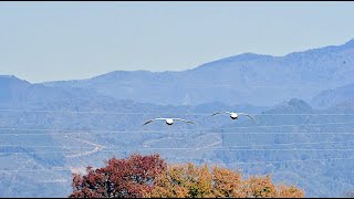 2024.11.25 - 1ハクチョウ、カワセミ・・・