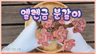 250208다육스케치 l 다육이 키우기ㅣ다육식물 분갈이 ㅣ엘렌금 #succulent plants  #다육 #succulent #plants