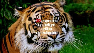 20 especies en peligro crítico de extinción | Saga Naturaleza