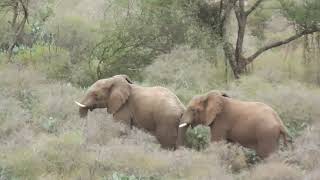 Babile elephant sanctuary with testi harar tour