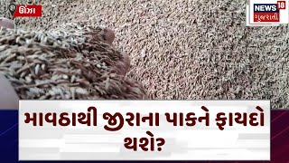 Unjha APMC | માવઠાથી જીરાના પાકને ફાયદો થશે? | cumin price | jiru | farmers | rajasthan | N18V