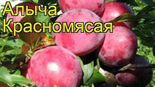 Алыча Красномясая. Краткий обзор, описание характеристик prunus cerasifera Krasnomyasaya