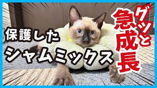 【ガリガリだった子猫が急成長】山あり谷ありだけど立派に成長しました。（冬75）