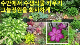 수반에서 수생식물 키우기. 그늘정원을 화사하게. Growing aquatic plants in a basin. Flowers for the shade garden.