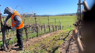 Poda de uva🍇 en Santa Ynez California