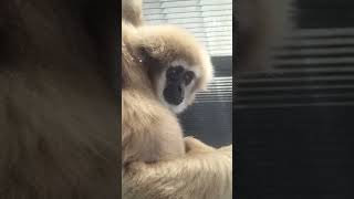 目がとろーん☺おネムなシロマティー #シロテテナガザル Gibbon Shiromaty is sleepy 2023.06.30 #シロマティー #shiromaty