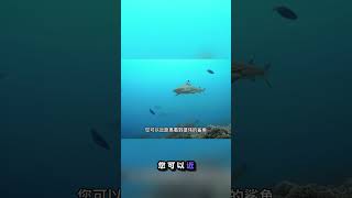 探索悉尼水族馆的奇妙海洋世界！🦈