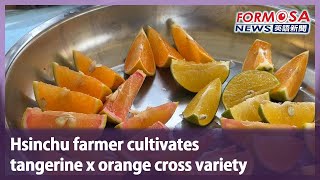 Hsinchu farmer cultivates tangerine x orange cross variety｜Taiwan News