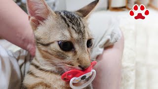 子猫が指を咥えるのでおしゃぶりを与えたら受け入れた 【瀬戸のここ日記】