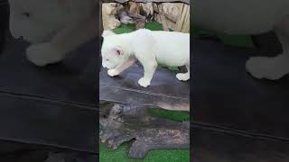 cute little white lion  #amazing #unbelievable #cute #white lion #wildlife