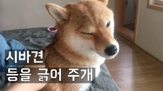 시바견_곰탱이_등을 긁어주시개_ (털 뿜뿜은 서비스시바~)