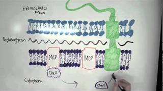 Bacterial Chemotaxis in Plain English