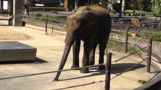 2013年9月20日　とべ動物園　アフリカゾウ　媛ちゃんのお食事