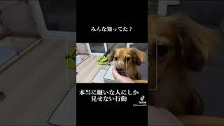 犬が心の底から嫌いな人にしか見せない行動 #shorts