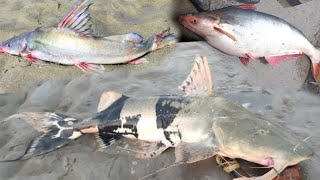 Machhali Ki Video | How to Catch Big Fish in River