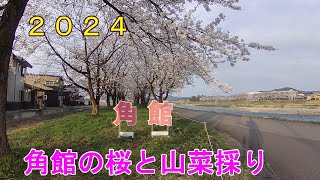 【山菜採り】２０２４角館の桜と山菜採り