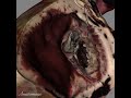 virtual heart 3d dissection