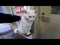 【今週のボツ動画】短い野良猫動画まとめて公開2021 11 2w