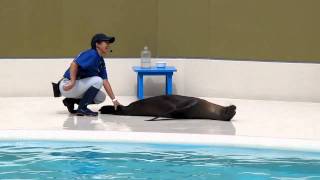 宮島水族館のアシカ　マイコ