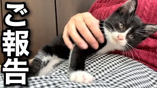 暗い側溝で暮らしていた子猫についてご報告がございます