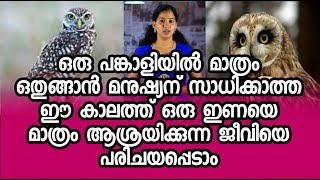 ഒരു ഇണയെ മാത്രം ആശ്രയിക്കുന്ന ജീവിയെ പരിചയപ്പെടാം | Facts About Owl | Smart Update