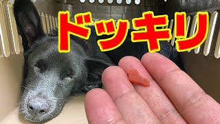 寝てる子犬の鼻先にオヤツを置いてみたらまさかの展開に…【ドッキリ】