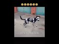 🤣🤣🤣dog skeleton.😂😂😂