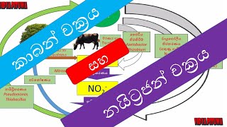 පරිසර විද්‍යාව  ද්‍රව්‍ය චක්‍රිකරණය