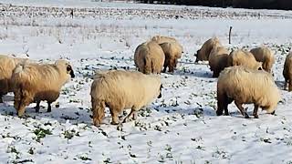 Oile Breze prima zăpadă !