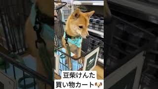 【ワクワク】豆柴けんた、買い物カート乗り🐶