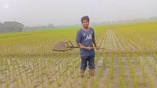 ধান ক্ষেত ঘাস নিড়ানি মেশিন ও পদ্ধতি | Manual Rice Weeder #agriculture