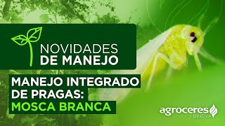 Manejo Integrado de Pragas: Mosca Branca | Novidades de Manejo