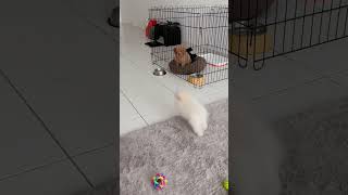 很喘一下 | }DutDut #pomeranian #博美 #funny #cute #pets #dog #puppy #doglover #friends #poodle #running