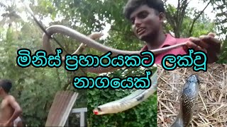 මිනිස් ප්‍රහාරයකට ලක්වූ තවත් ජීවිතයක් 🐍🐍🐍