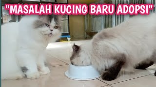 BARU ADOPSI KUCING LANGSUNG SAKIT|cara Merawat kucing Baru