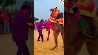 ऊँट के इस डांस ने सबका मन मोह लिया ||Rajasthan dj song |camel dance#viral #trending #camel #ytshorts