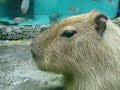 三重県　鳥羽水族館の♡可愛いい♡カピバラくん！