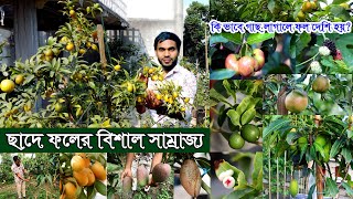 প্রত্যেকটা গাছে ফল ঝুলছে | বাছাই করা ফলের গাছ দিয়ে ছাদে ফল বাগান তৈরি মামুরে | ছাদে ফলের সাম্রাজ্য