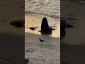 HUGE Sea Lion emerges from the Pacific Ocean