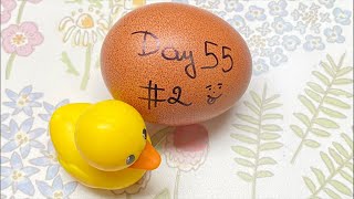 RAW EGG PEELING LIVE - DAY 55 #2