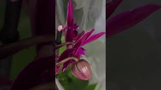 Лондон. Марракеш.  Стандарт. Орхидеи. Продуктовый. London. Marrakech. Standard. Orchids. Grocery.