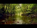 FOREST STREAM SOUNDS, GENTLE BIRD SONG, RELAXING NATURE SOUNDS, COLLABORATION WITH@GoodMorningBirds