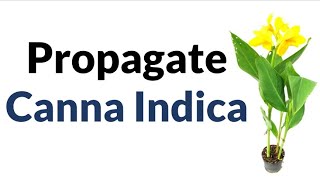 How To Propagate Canna Indica Plant