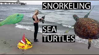 Snorkeling w/ Green Sea Turtles \u0026 Fish at Best Coral Reef in Deerfield Beach, Florida