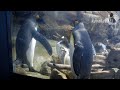 海響館 キングペンギンvs.ジェンツーペンギン 飼育員さんにはかなわない penguin fight