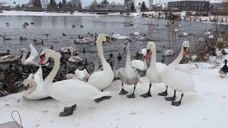 Fütterung der Enten und Schwäne im Fischhofpark Tirschenreuth, 17 01 2021