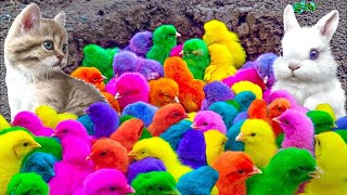 World Cute Chickens, Colorful Chickens, Rainbows Chickens, Cute Ducks, Cat, Rabbit, Cute Animals 🐤🦢🥚