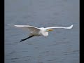 นกยางโทนใหญ่​ บินโฉบเฉี่ยว​เข้ามาใกล้​ ได้เห็นความงาม​ great egret in thailand