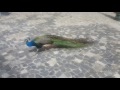 Peacock Sighting at St Jorge Castle Lisbon Portugal