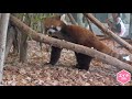 【レッサーパンダ】今日の円山レッサーズ　red pandas at maruyama zoo